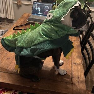 Adorable mid sized alligator Halloween costume